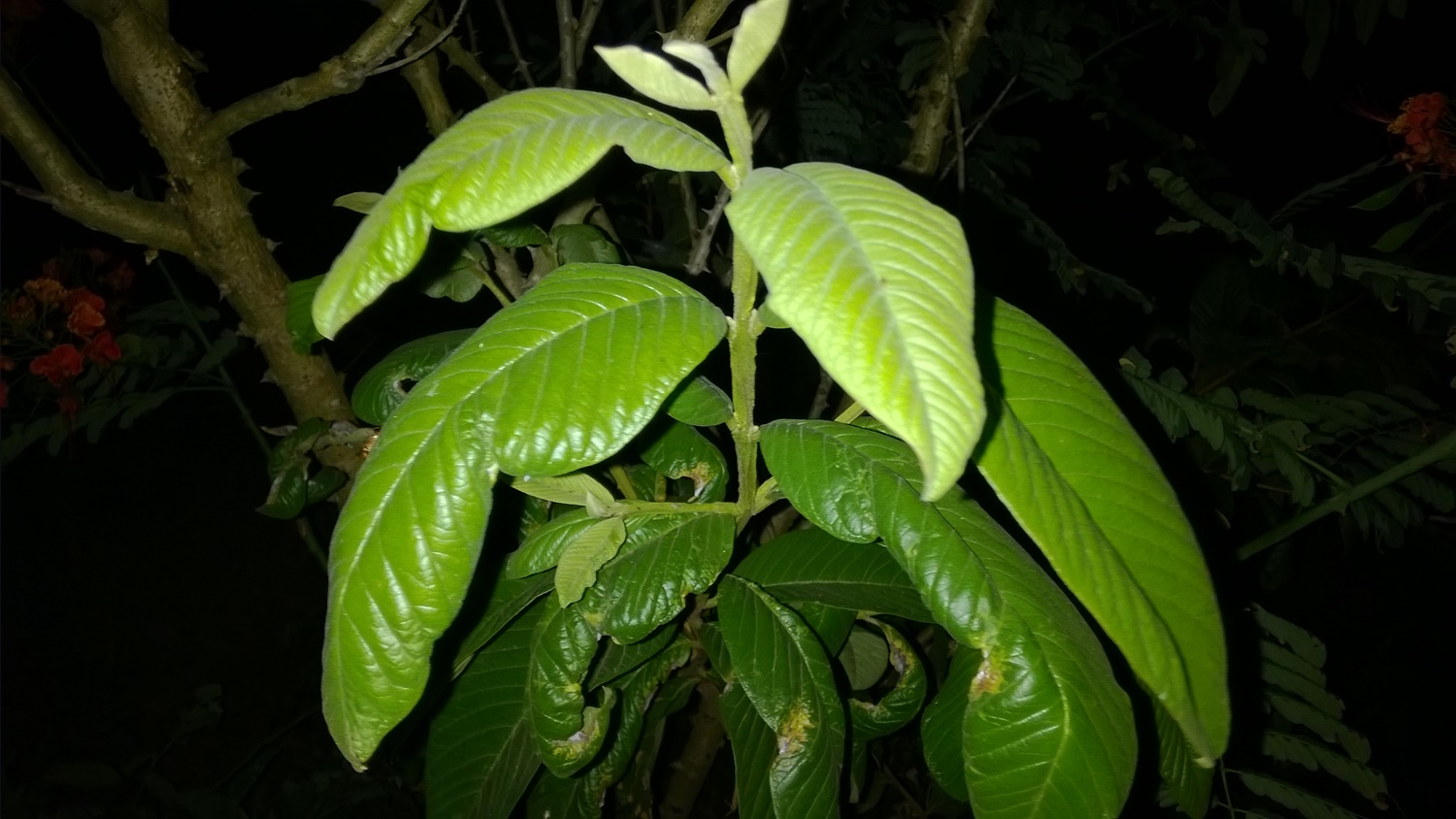 Foto capturada a noite com flash