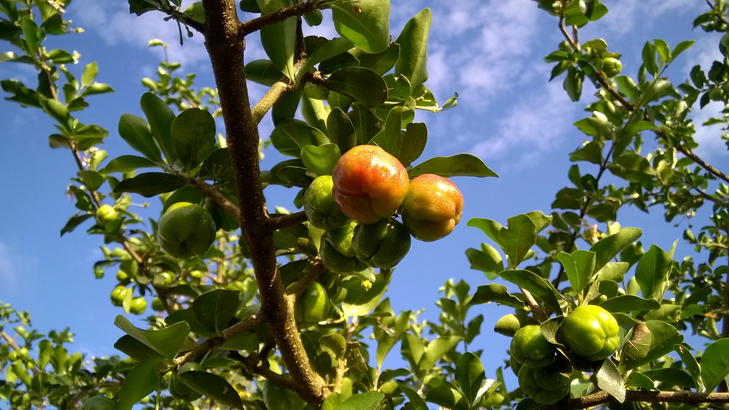 Capturada com o Lumia 830
